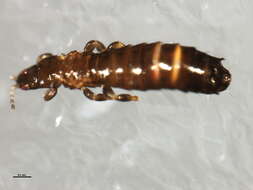 Limothrips resmi