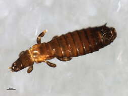 Limothrips resmi