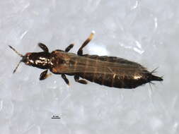 Limothrips resmi