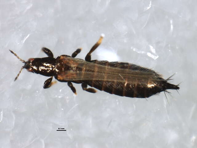 Limothrips resmi