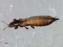 Limothrips resmi