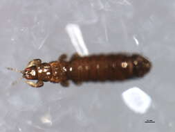 Image of Limothrips