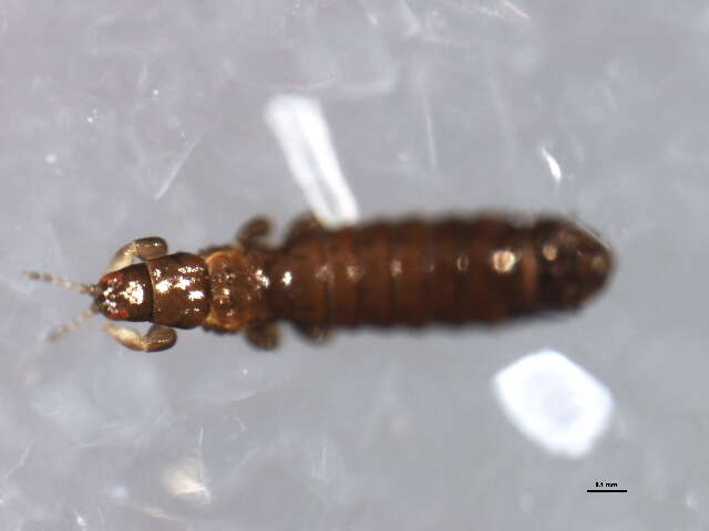 Limothrips resmi