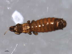 Limothrips resmi