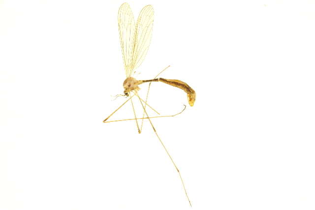 Image of cylindrotomid crane flies