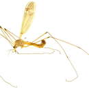 صورة Tipula (Lunatipula) usitata Doane 1901