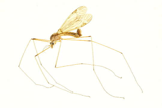 Image of Tipula (Beringotipula) coloradensis Doane 1911