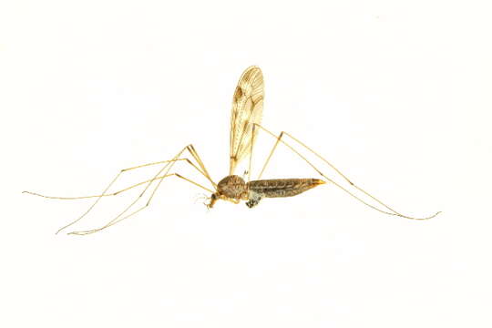 Image of Tipula (Beringotipula) coloradensis Doane 1911