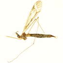 صورة Tipula (Pterelachisus) coleana Alexander 1940