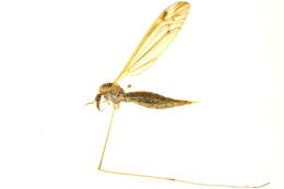 صورة Tipula (Yamatotipula) aleutica Alexander 1923