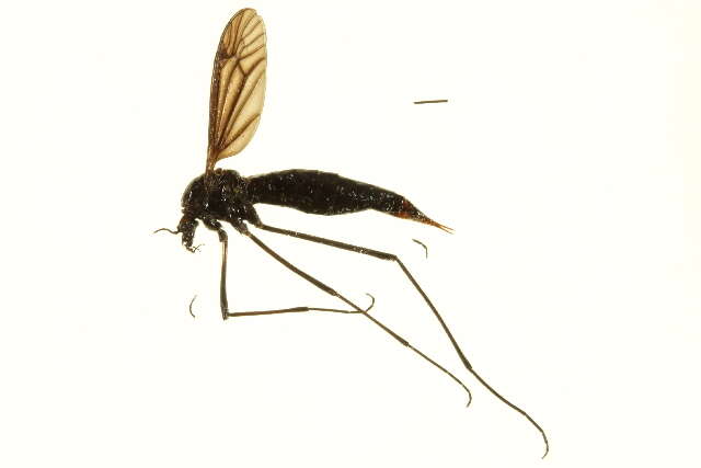 Image of Nephrotoma altissima (Osten Sacken 1877)
