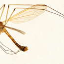 صورة Tipula (Lunatipula) disjuncta Walker 1856