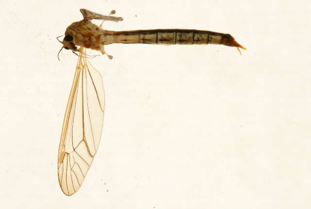 Sivun Nephrotoma penumbra Alexander 1915 kuva