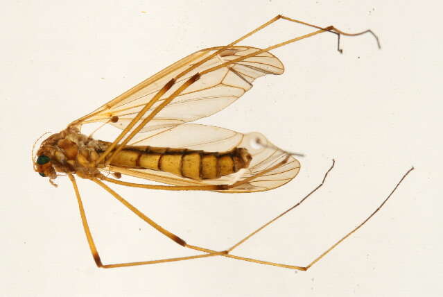 Image of Tipula (Tipula) bicolor Loew 1866