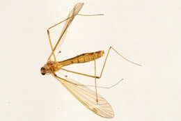 Image of Tipula (Tipula) bicolor Loew 1866