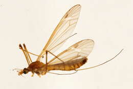 Image of Tipula (Tipula) bicolor Loew 1866