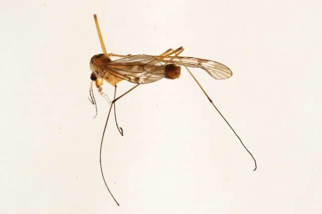 Image of Tipula (Tipula) bicolor Loew 1866