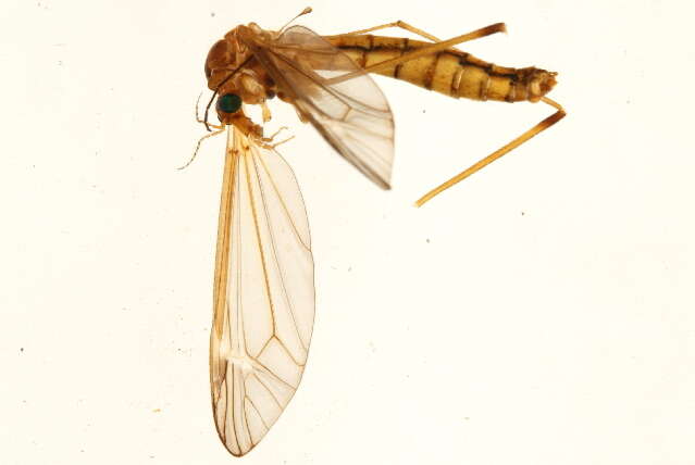 Image of Tipula (Tipula) bicolor Loew 1866