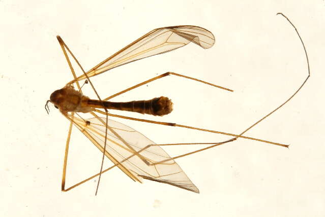 Image of Tipula (Tipula) bicolor Loew 1866