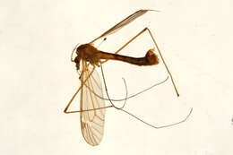 Image of Tipula (Tipula) bicolor Loew 1866