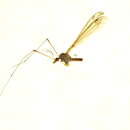 Image of Tipula (Yamatotipula) sulphurea Doane 1901