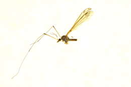 Image of Tipula (Yamatotipula) sulphurea Doane 1901