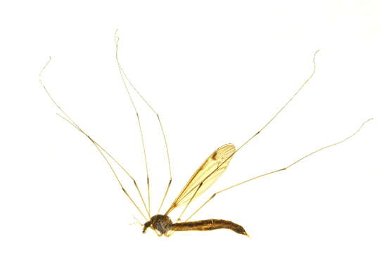 Image of Tipula (Yamatotipula) sulphurea Doane 1901