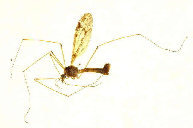 Image of Tipula (Beringotipula) coloradensis Doane 1911