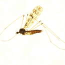 Image of Dicranomyia (Dicranomyia) simulans (Walker 1848)