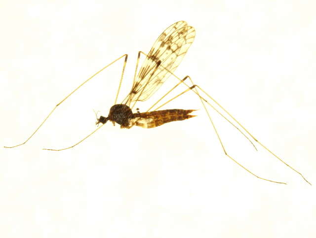 Image of Dicranomyia (Dicranomyia) simulans (Walker 1848)