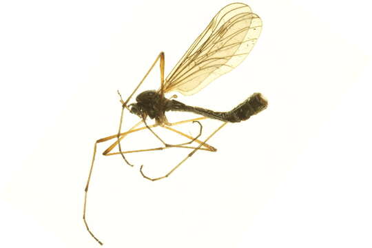 Image of Hesperinus