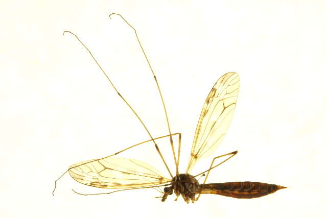 Image of Tipula (Beringotipula) coloradensis Doane 1911