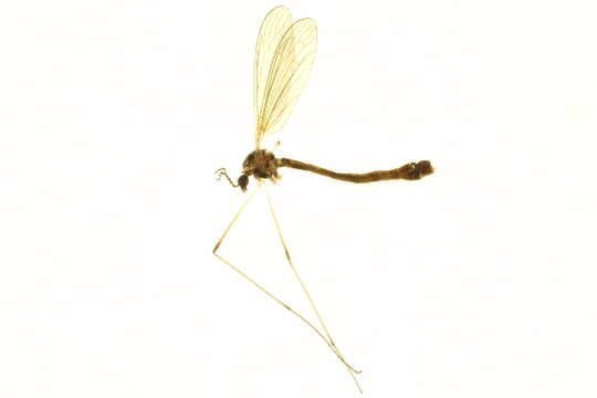 Image of Liogma