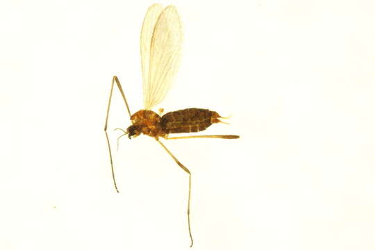 Image of Eriopterinae