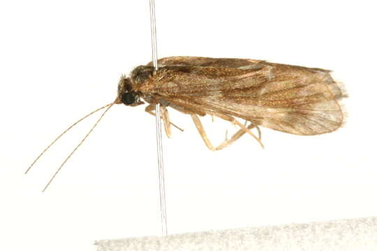 Smicridea (Smicridea) fasciatella McLachlan 1871 resmi