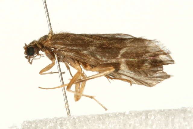 Smicridea (Smicridea) fasciatella McLachlan 1871 resmi