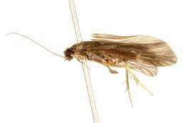 Smicridea (Smicridea) fasciatella McLachlan 1871 resmi