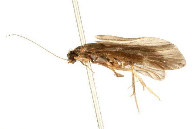 Smicridea (Smicridea) fasciatella McLachlan 1871 resmi