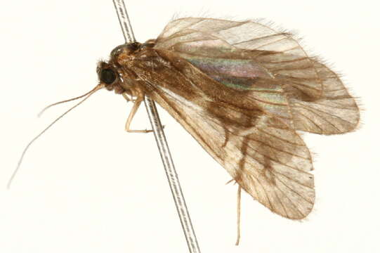 Smicridea (Smicridea) fasciatella McLachlan 1871 resmi