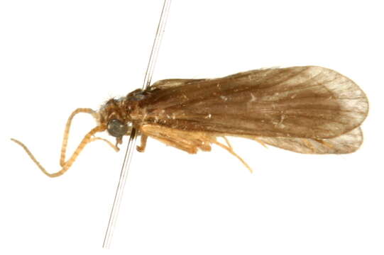 Image of Cyrnellus