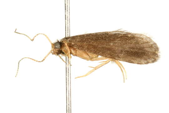 Image of Cyrnellus