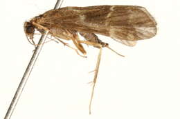 Smicridea (Smicridea) fasciatella McLachlan 1871 resmi