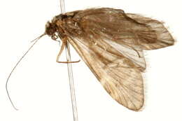 Smicridea (Smicridea) fasciatella McLachlan 1871 resmi