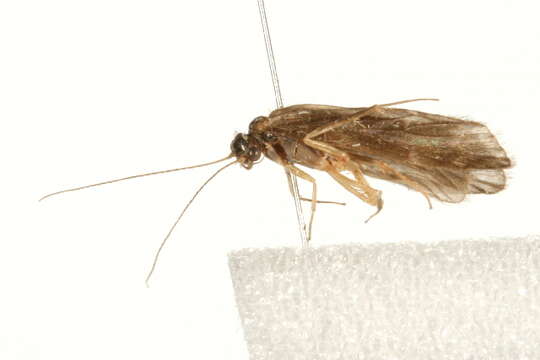 Smicridea (Smicridea) fasciatella McLachlan 1871 resmi