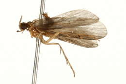 Image of psychomyiidae trumpet-net and tube-making caddisflies