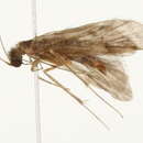 Image of Smicridea (Rhyacophylax) dispar (Banks 1905)