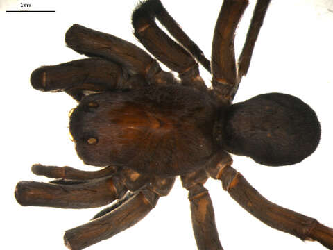 Image of Burrowing Wolf Spiders