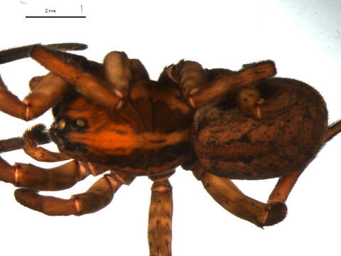 Image of Burrowing Wolf Spiders
