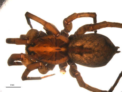 Image of Burrowing Wolf Spiders