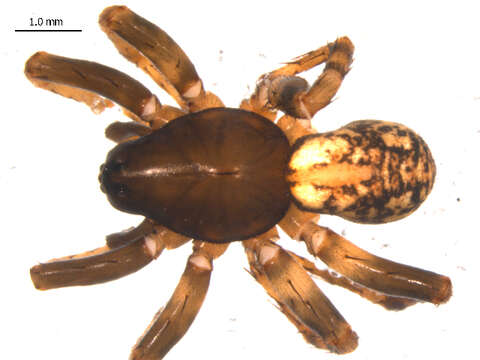 Image of Allocosa